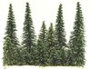 15 Spruce Saplings fixed on polystyrene 4-12 cm (Jordan 42)